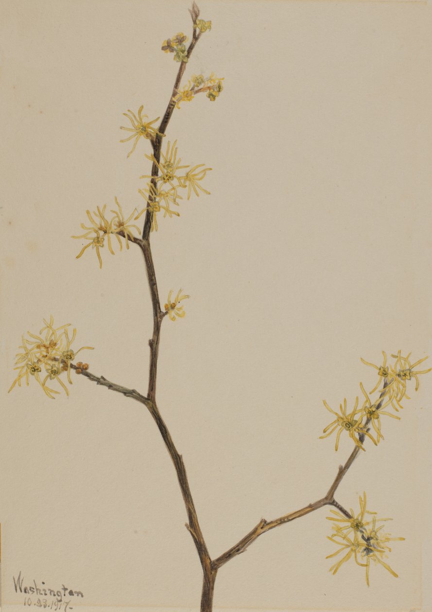 Witch-Hazel Hamamelis virginiana, 1917. tekijältä Mary Vaux Walcott