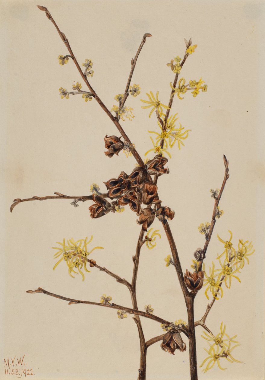 Pähkinäpensas (Hamamelis virginiana) tekijältä Mary Vaux Walcott