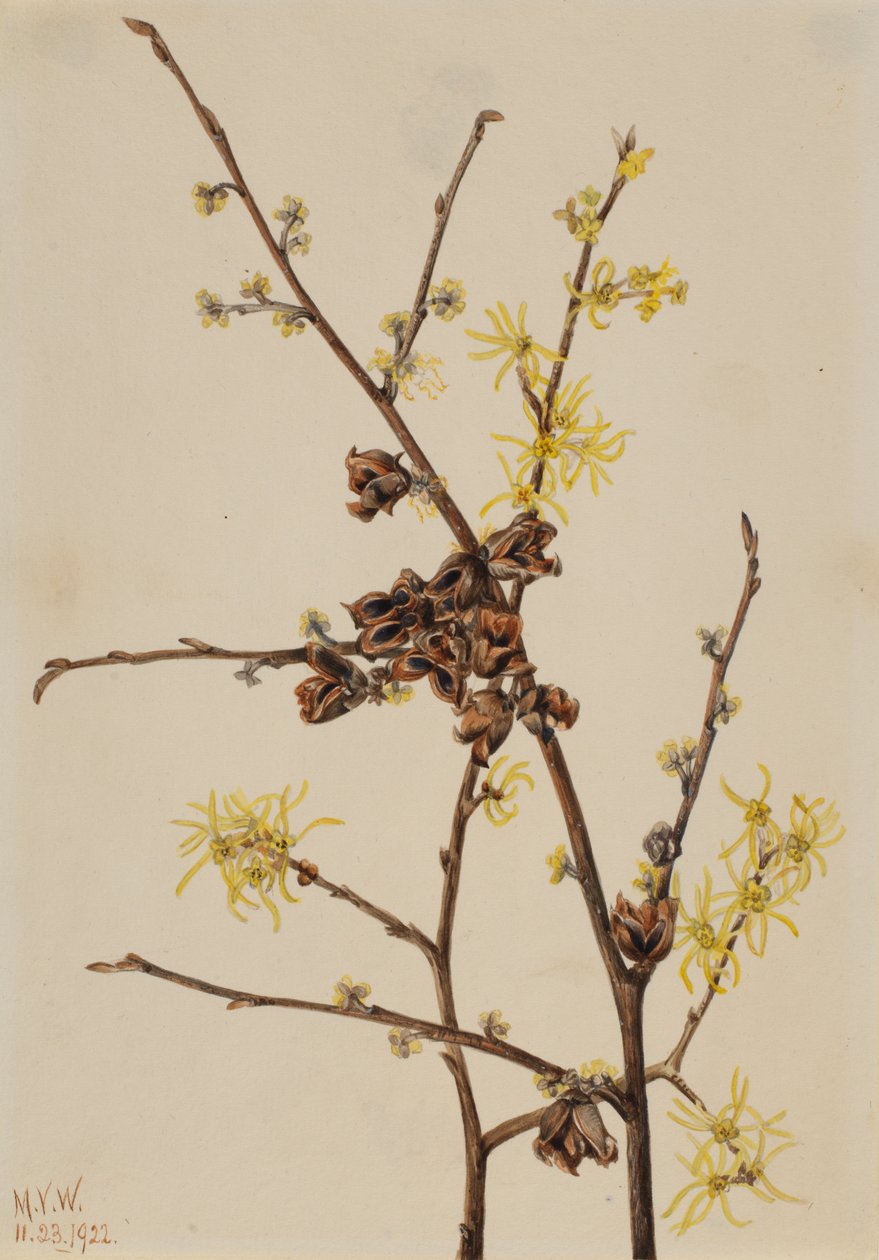 Witch Hazel Hamamelis virginiana, 1922. tekijältä Mary Vaux Walcott
