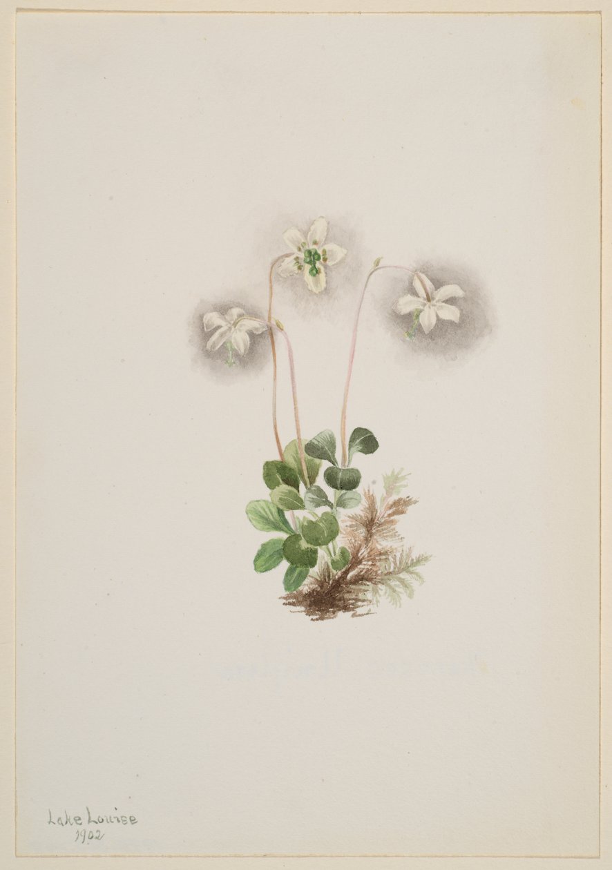Wood-Nymph Moneses uniflora, 1902. tekijältä Mary Vaux Walcott