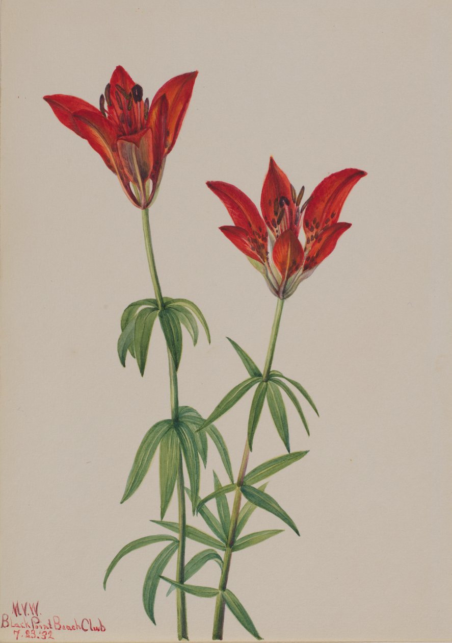 Puulilja Lilium philadelphicum, 1932. tekijältä Mary Vaux Walcott