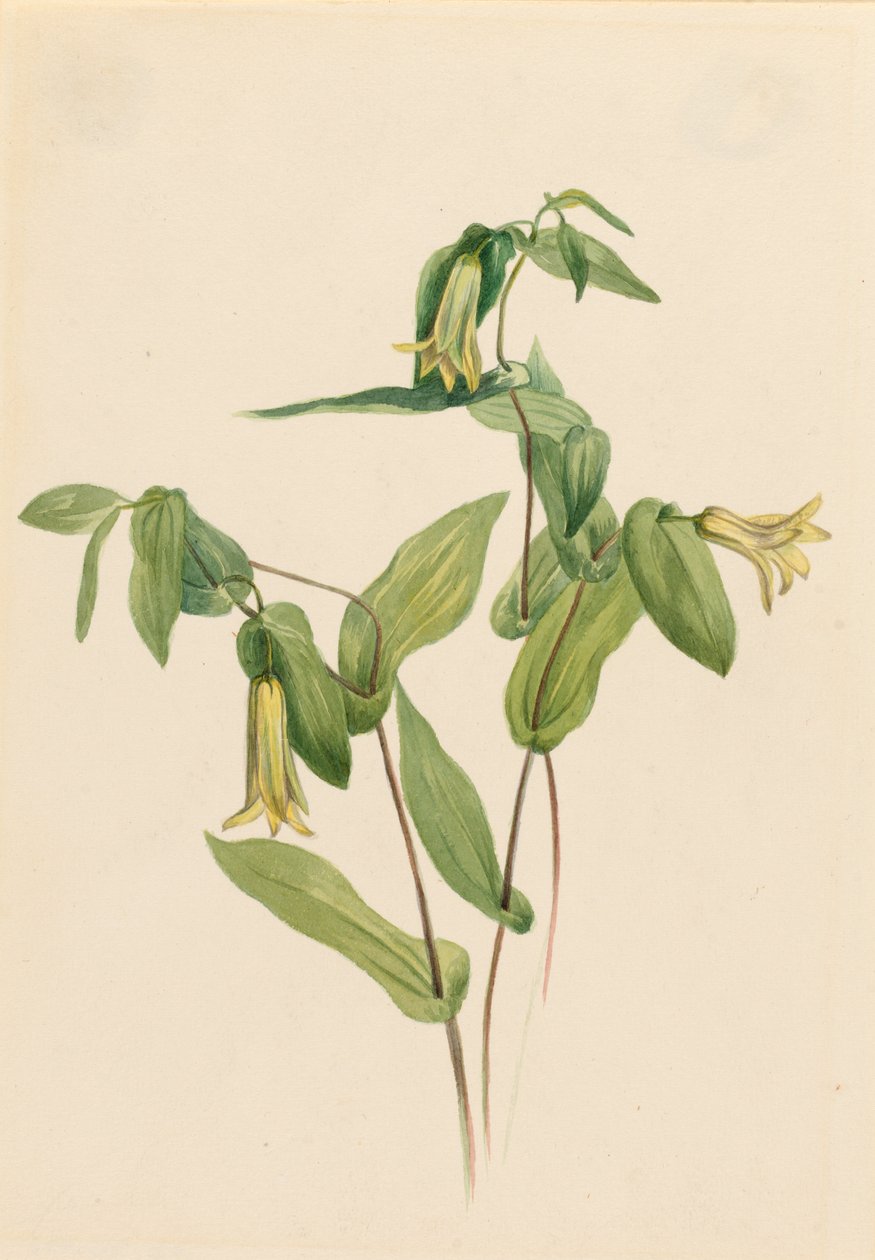 Metsä Merrybells (Uvularia perfoliata) tekijältä Mary Vaux Walcott