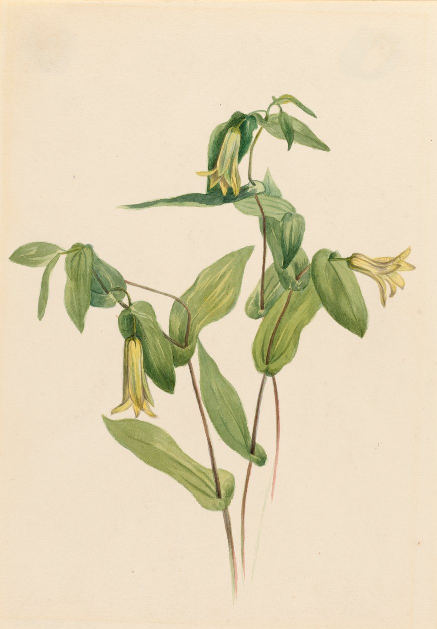 Wood Merrybells Uvularia perfoliata, n.d. tekijältä Mary Vaux Walcott