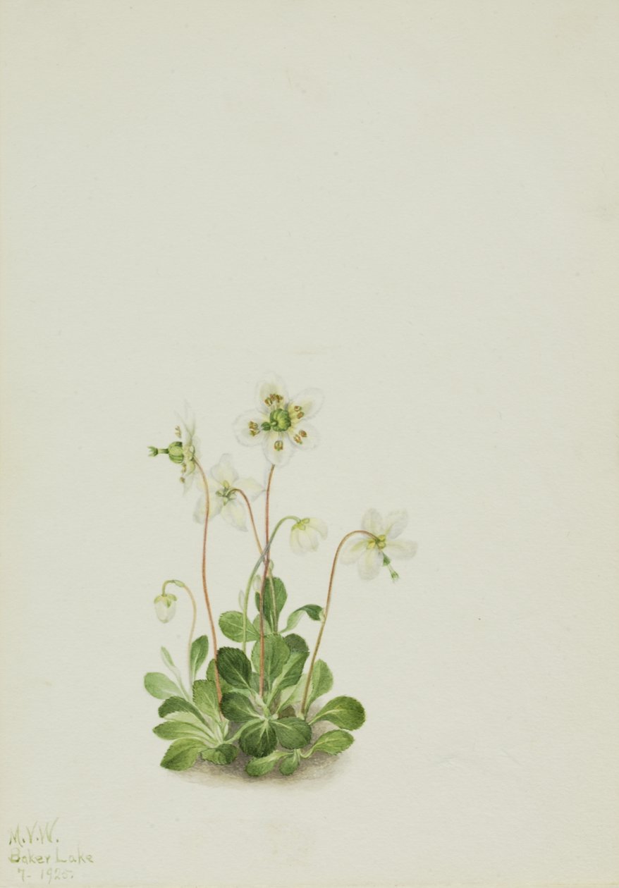 Wood Nymph Moneses uniflora, 1925. tekijältä Mary Vaux Walcott
