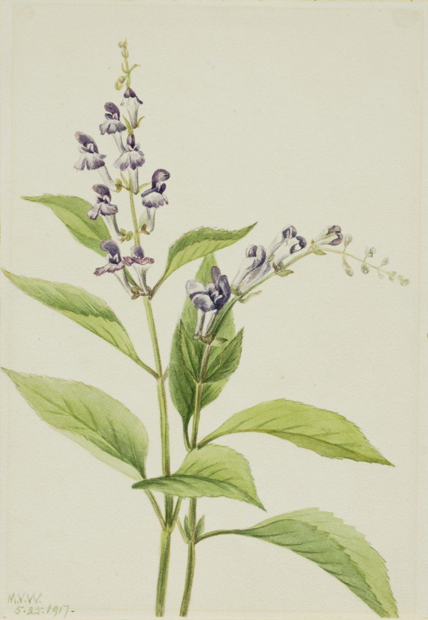 Wood Skullcap (Scutellaria serrata) tekijältä Mary Vaux Walcott
