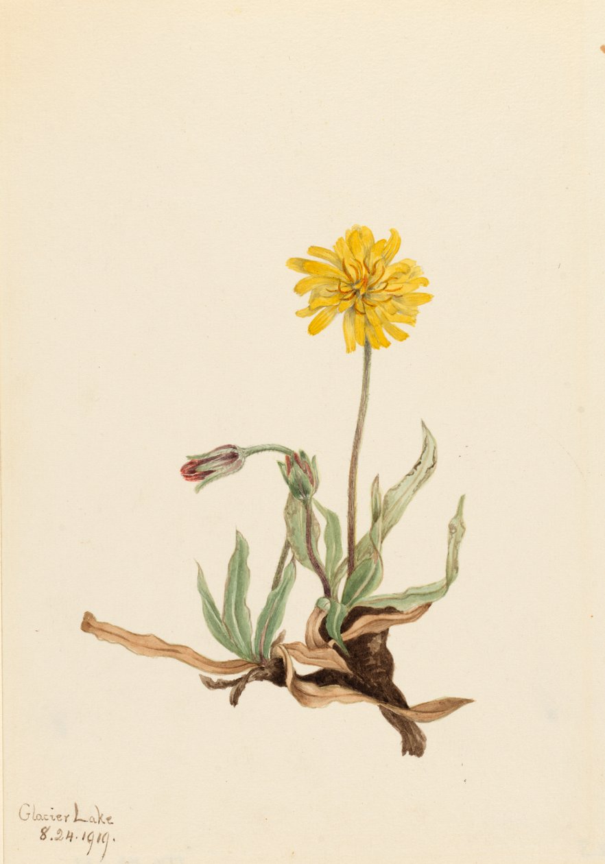 Villainen Agoseris Agoseris villosa, 1919. tekijältä Mary Vaux Walcott