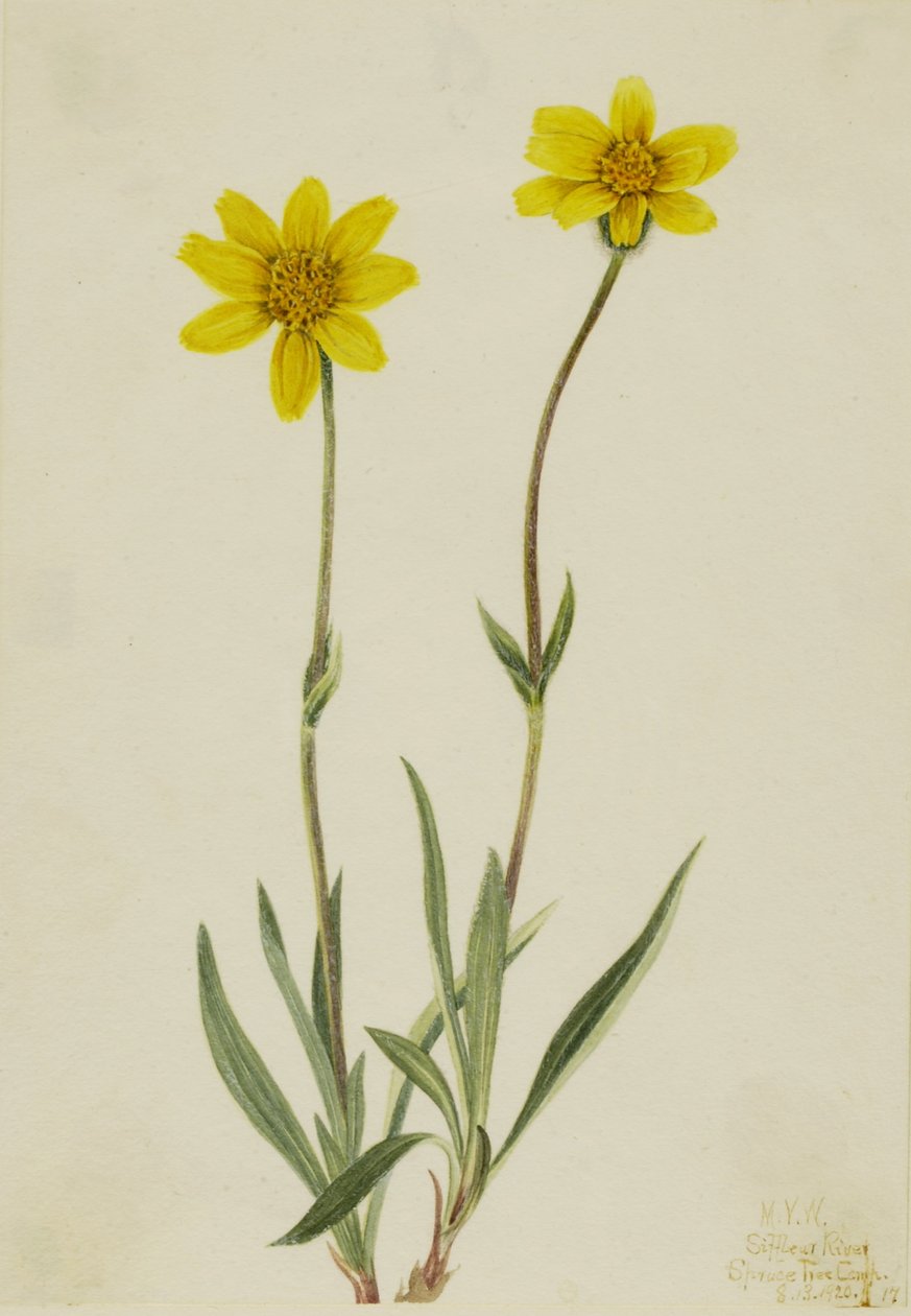 Villi-arniikka (Arnica tomentosa) tekijältä Mary Vaux Walcott
