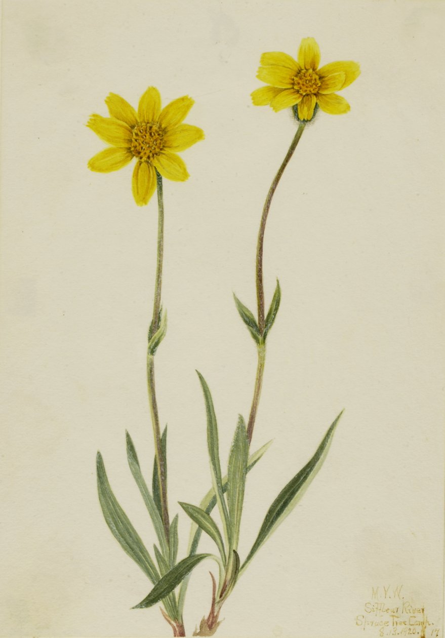 Villainen Arnica Arnica tomentosa, 1920. tekijältä Mary Vaux Walcott