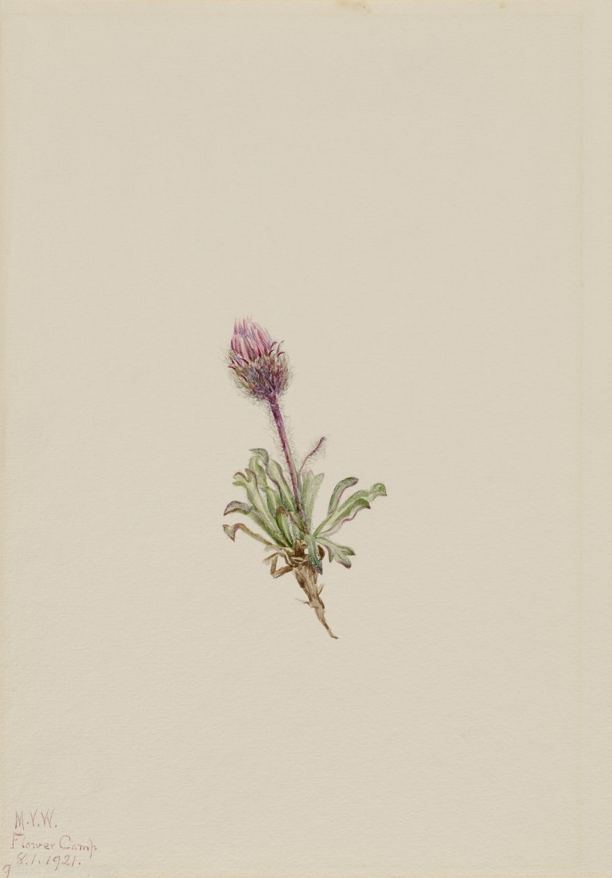 Villakukka (Erigeron lanatus) tekijältä Mary Vaux Walcott