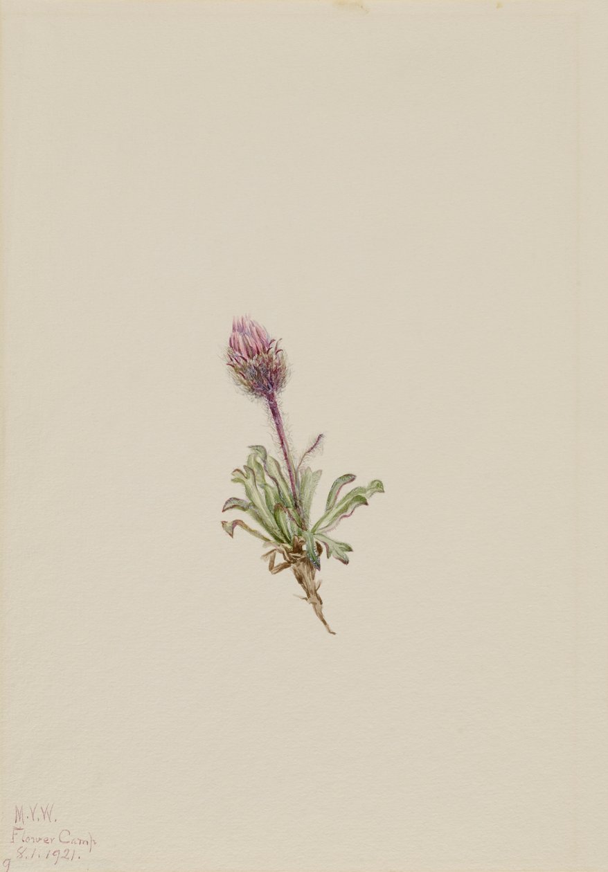 Woolly Fleabane Erigeron lanatus, 1921. tekijältä Mary Vaux Walcott