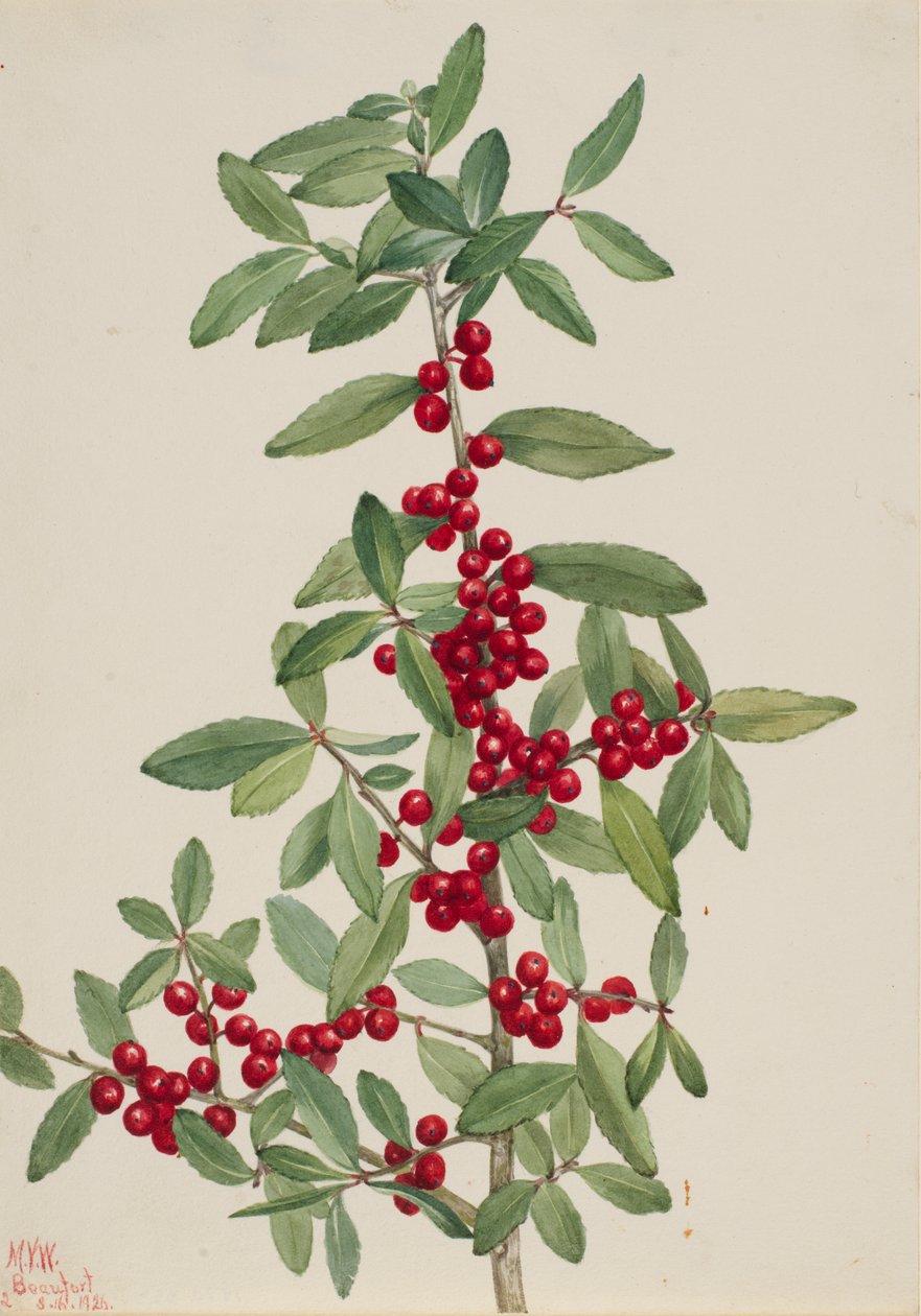Yaupon (Ilex vomitoria) tekijältä Mary Vaux Walcott
