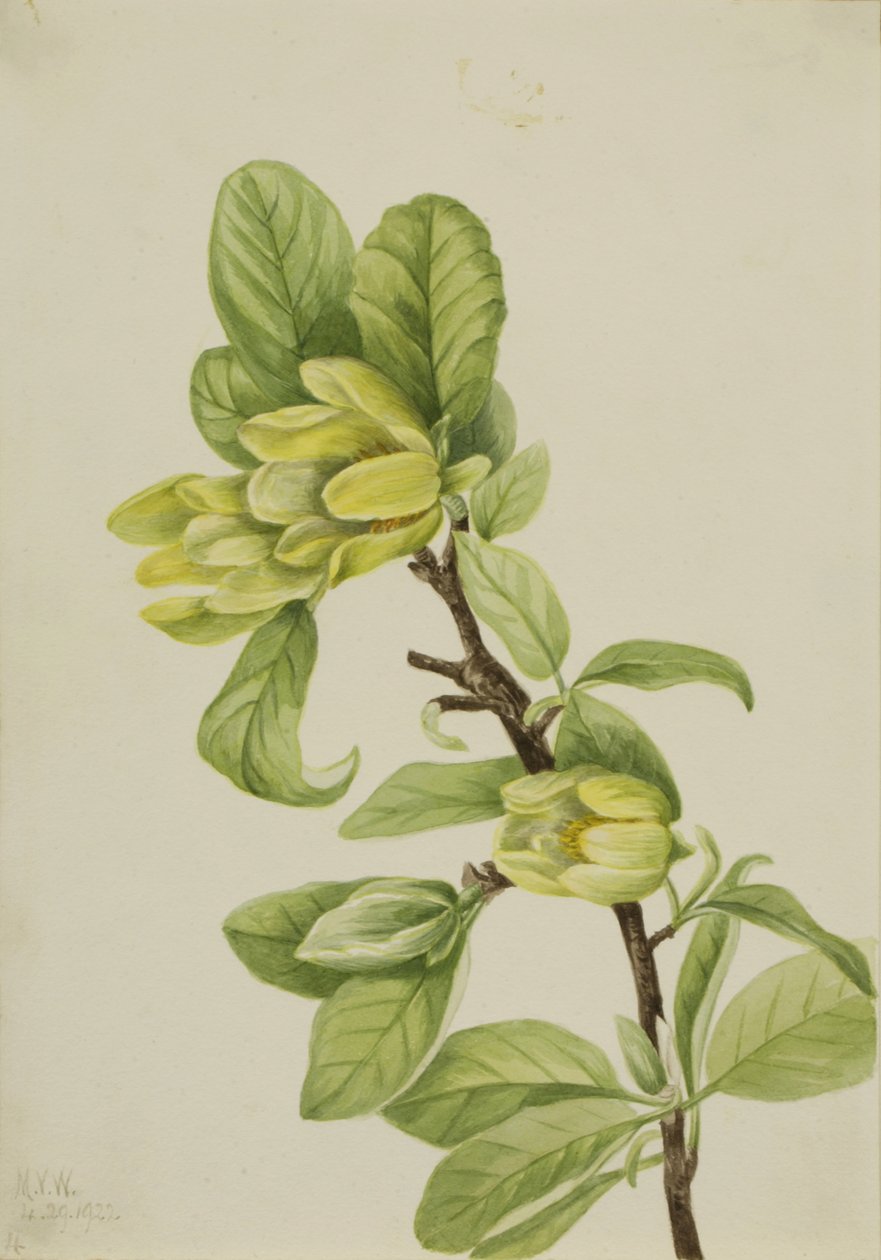 aYellow Cucumbertree Magnolia cordata, 1922. finlandès tekijältä Mary Vaux Walcott