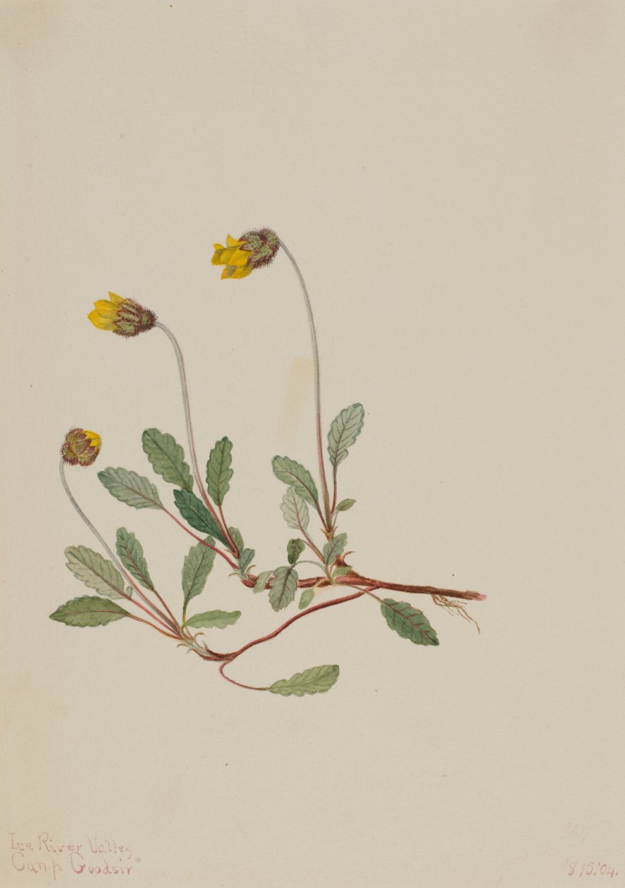 Keltainen Dryad (Dryas drummondii) tekijältä Mary Vaux Walcott