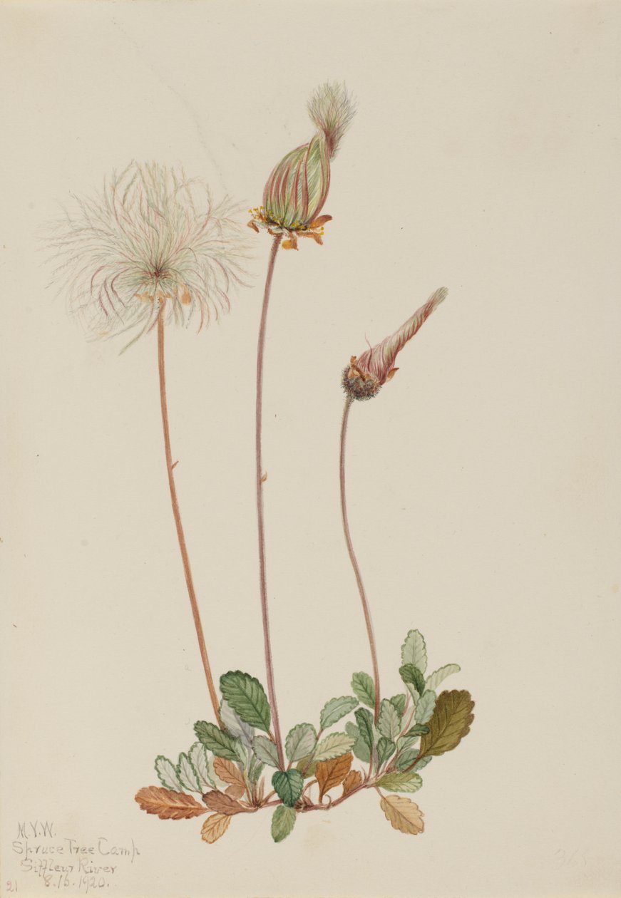 Keltainen Dryad (hedelmät) (Dryas drummondii) tekijältä Mary Vaux Walcott