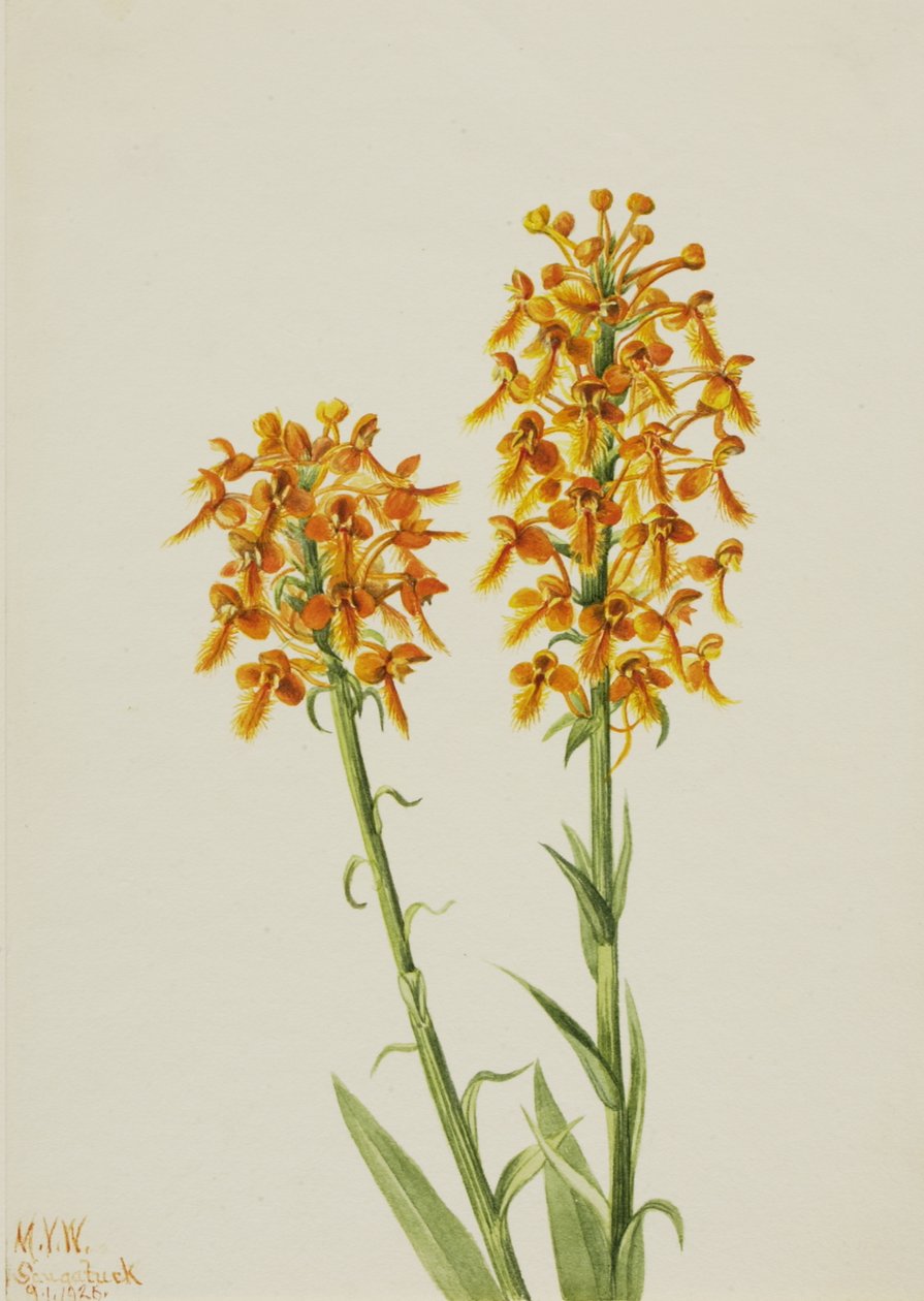 Keltainen hapsuorkidea Habenaria ciliaris, 1926. tekijältä Mary Vaux Walcott