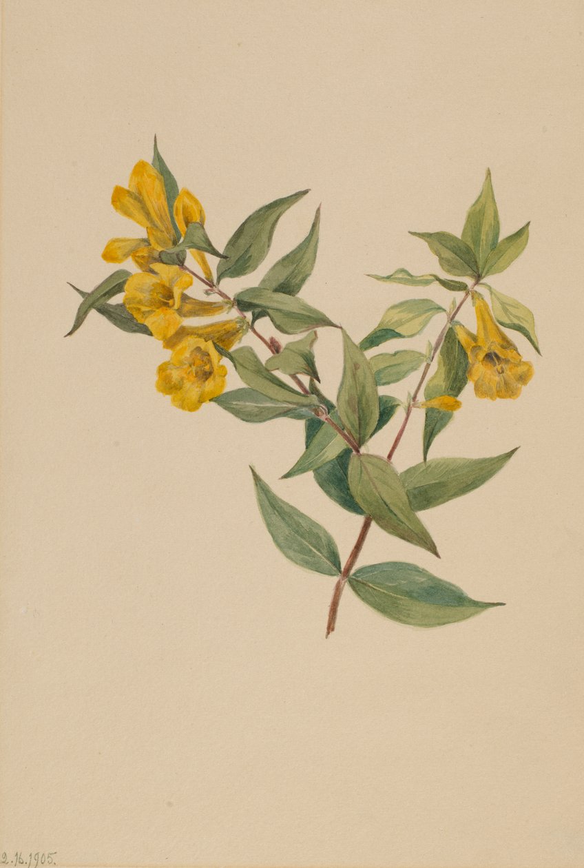 Keltainen Jessamine Gelsemium sempervirens, 1905. tekijältä Mary Vaux Walcott