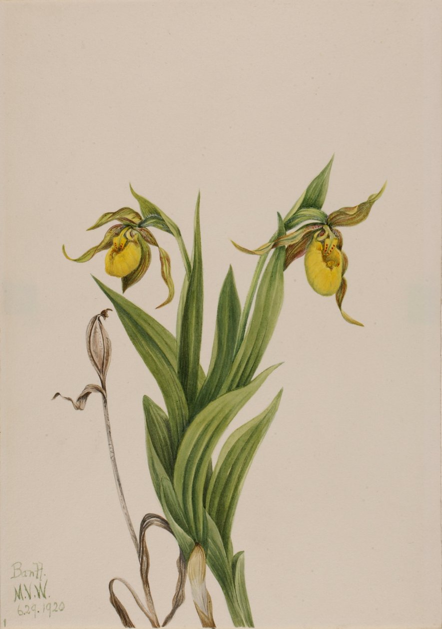 Keltainen naisen tohveli Cypripedium parviflorum, 1920. tekijältä Mary Vaux Walcott