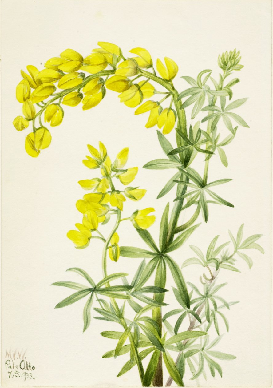 Keltainen lupiini Lupinis arboreus, 1933. tekijältä Mary Vaux Walcott
