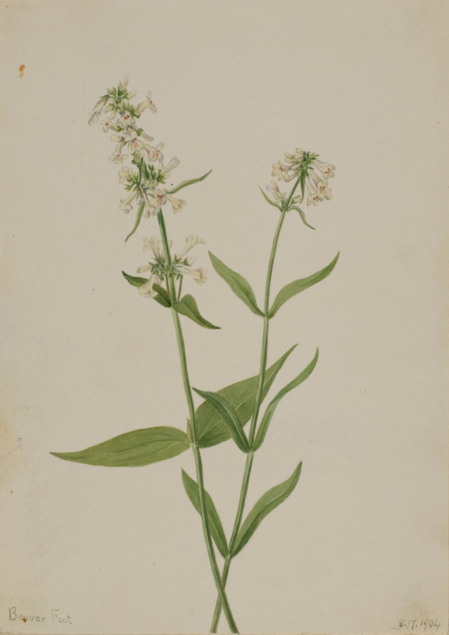 Keltainen Pentstemon (Pentstemon confertus) tekijältä Mary Vaux Walcott