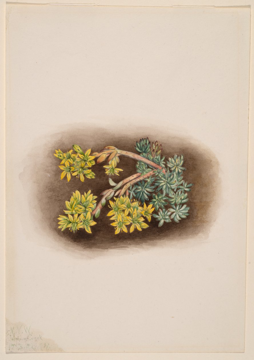 Keltainen kivikko (Sedum stenopetalum) tekijältä Mary Vaux Walcott