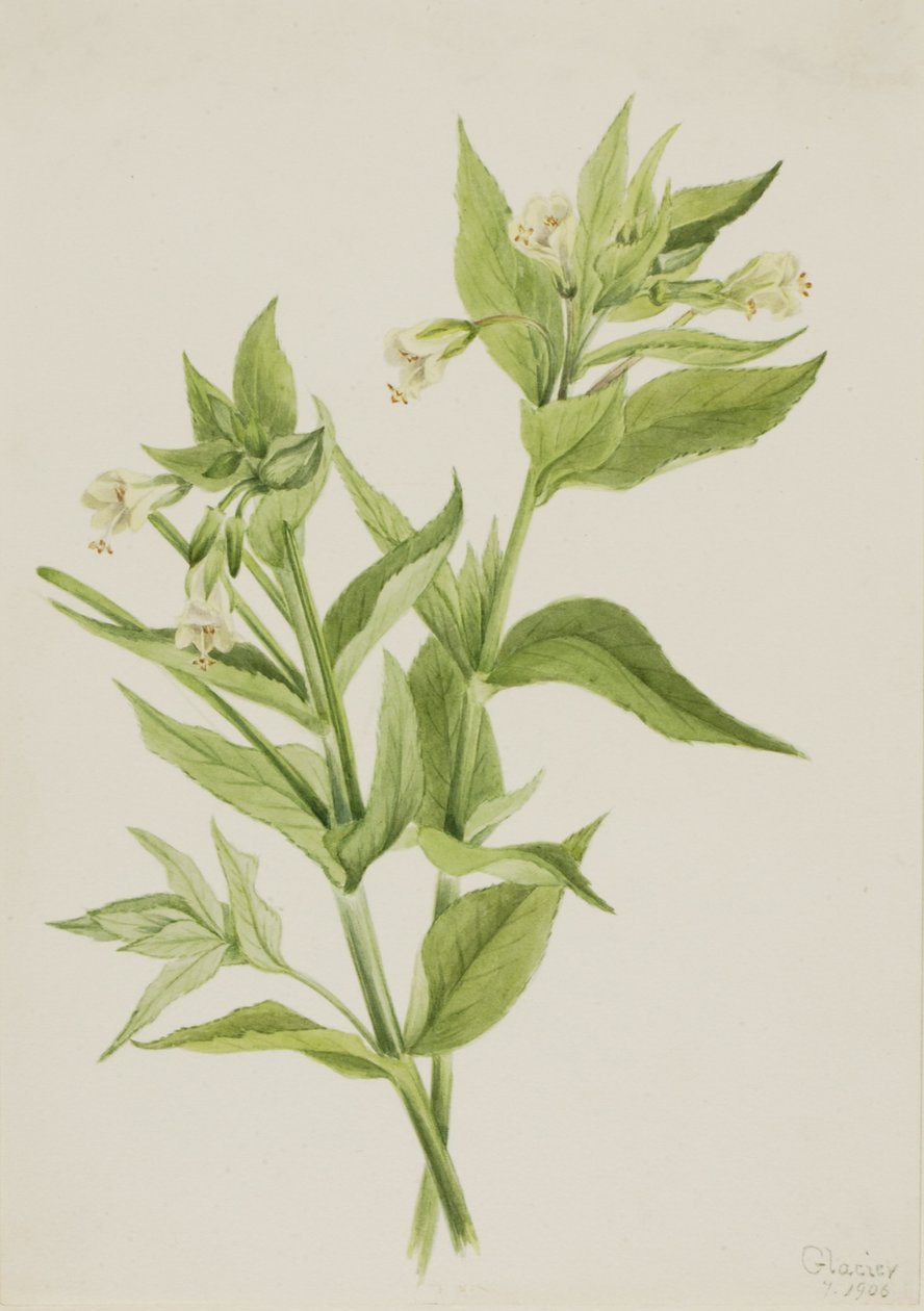 Keltainen pajuruoho (Epilobium lutem) tekijältä Mary Vaux Walcott