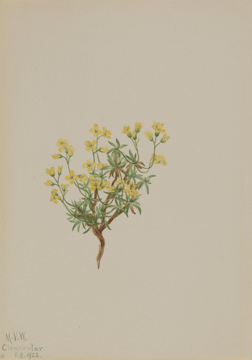 Keltainen pajuruoho, 1922. tekijältä Mary Vaux Walcott