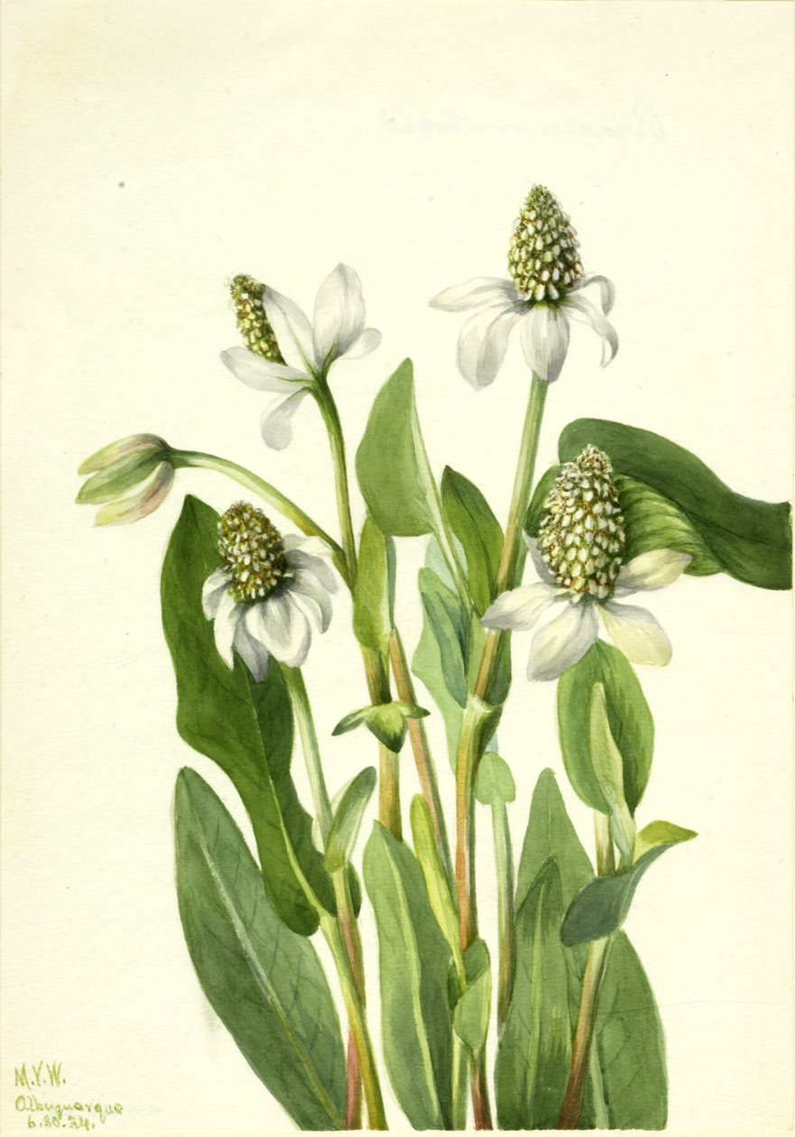 Yerba Mansa Anemopsis californica, 1934. tekijältä Mary Vaux Walcott