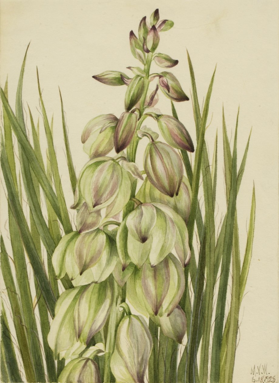 Yucca (Yucca baileyi) tekijältä Mary Vaux Walcott