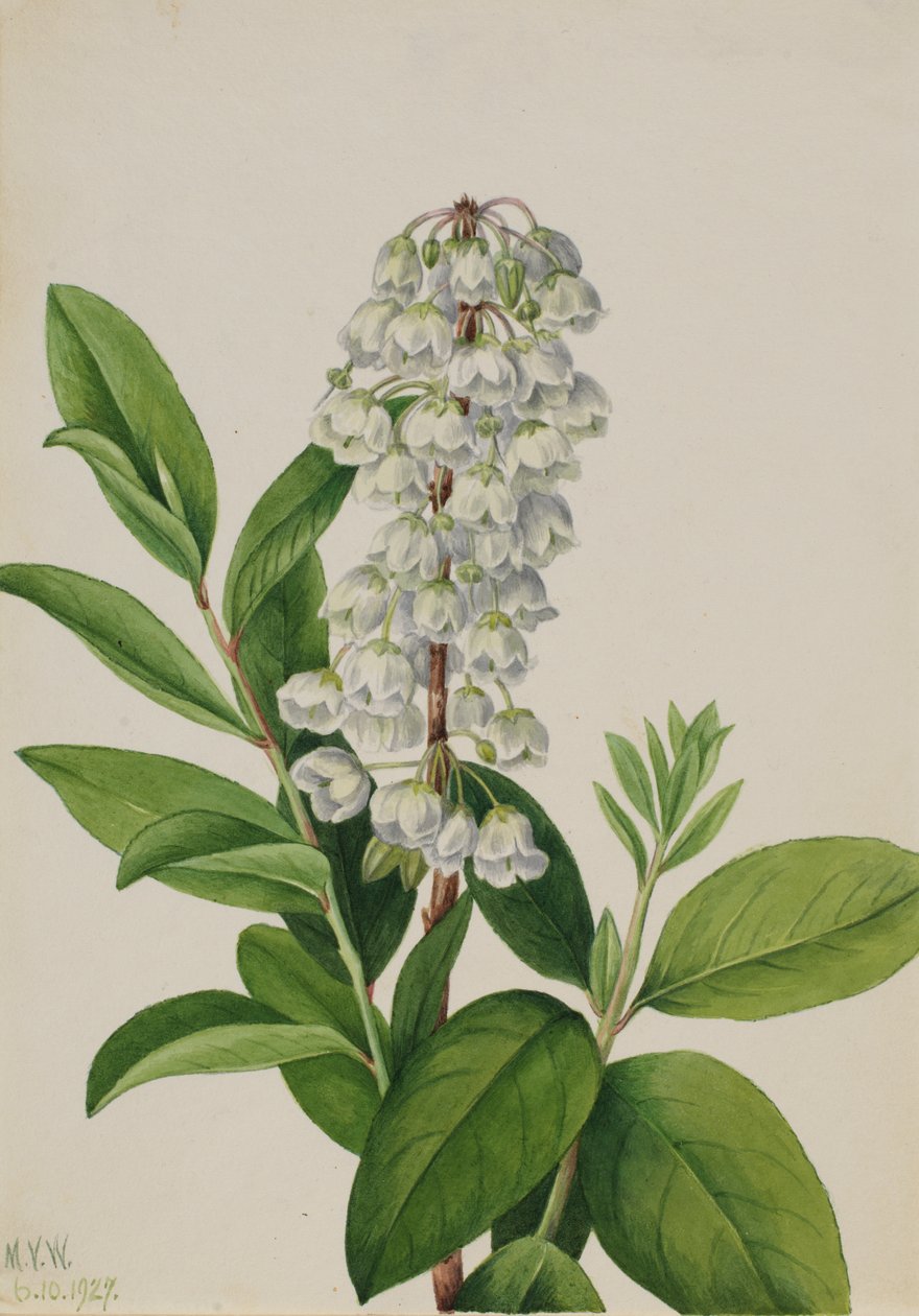 Zenobia Zenobia cassinifolia, 1927. tekijältä Mary Vaux Walcott