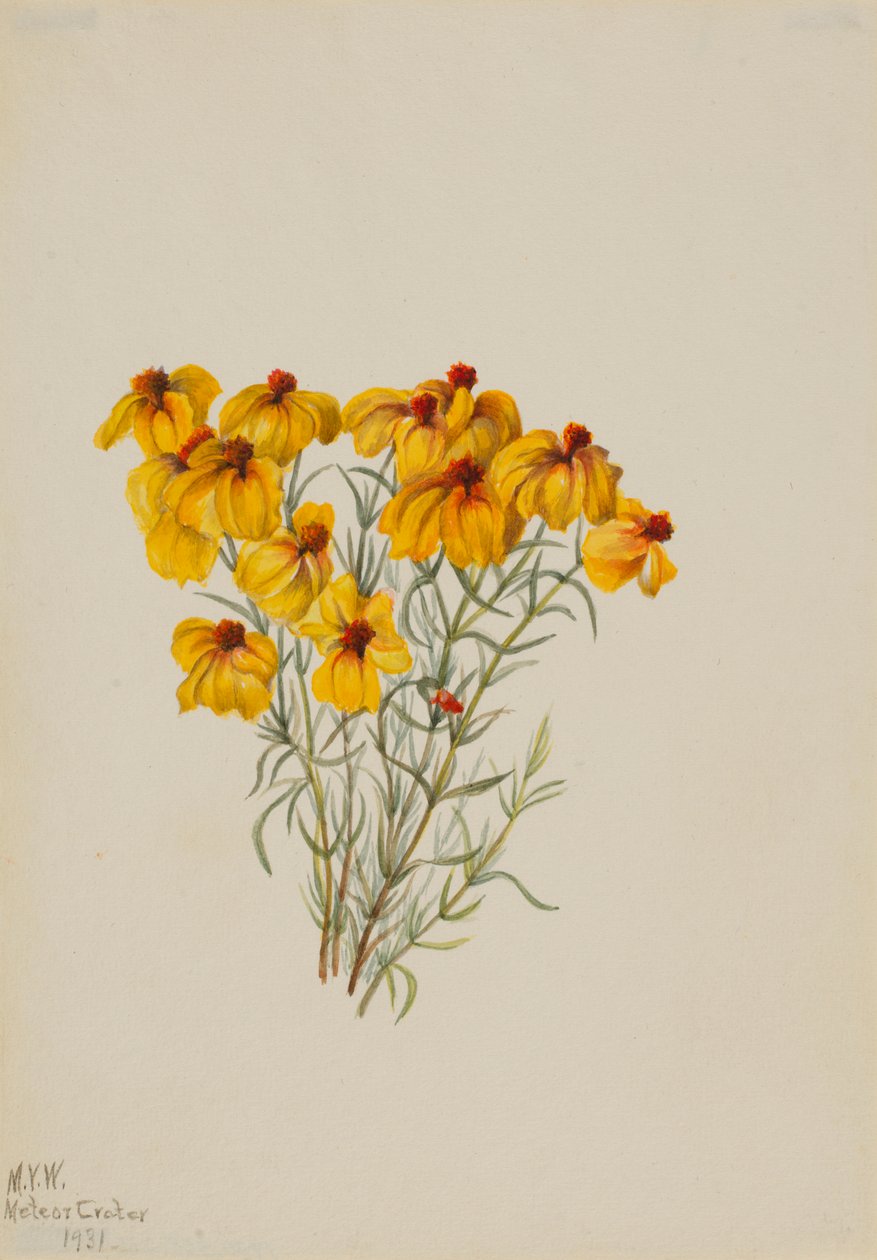 Zinnia (Zinnia grandiflora) tekijältä Mary Vaux Walcott