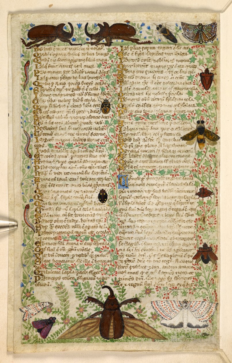 Lisätä. 28841, f.4v: Koit ja sarvikuoriaiset, tutkielmasta hyveistä ja paheista ja nimettömästä Sisilian proosahistoriasta (fragmentti), n. 1330-40 (vellum) tekijältä Master of the Cocharelli Codex