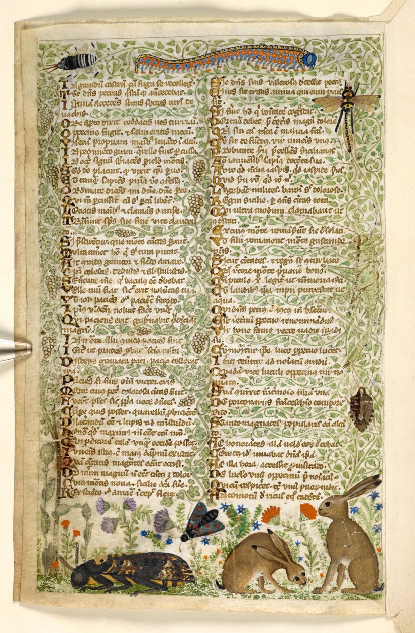 Lisätä. 28841, f.6v: Kanit ja hyönteiset, mukaan lukien toukka, sudenkorento ja koi, tutkielmasta hyveistä ja paheista ja nimettömästä Sisilian proosahistoriasta (katkelma), n. 1330-40 (vellum) tekijältä Master of the Cocharelli Codex