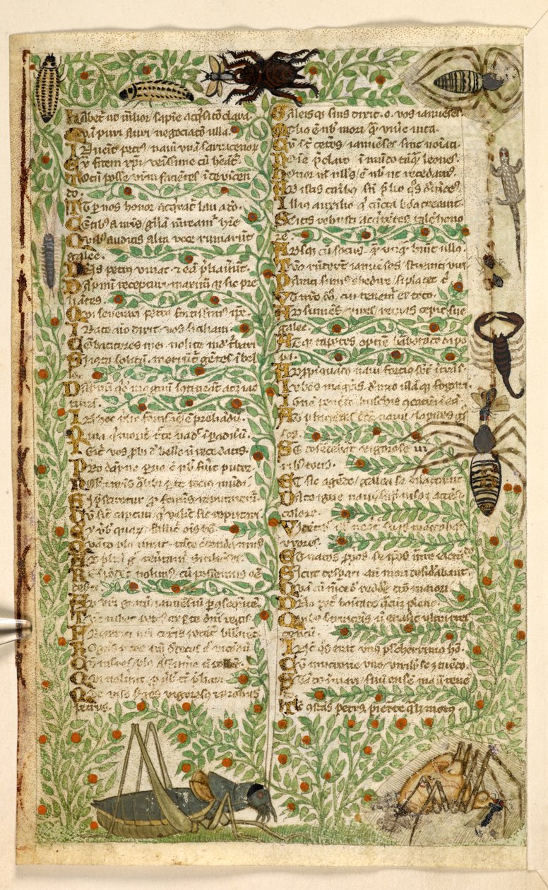 Lisätä. 28841, f.7v: Kukat, hedelmät ja hyönteiset, mukaan lukien skorpioni ja lisko.  Tutkielma hyveistä ja paheista sekä Sisilian anonyymi proosahistoria (katkelma)  Cocharelli tekijältä Master of the Cocharelli Codex