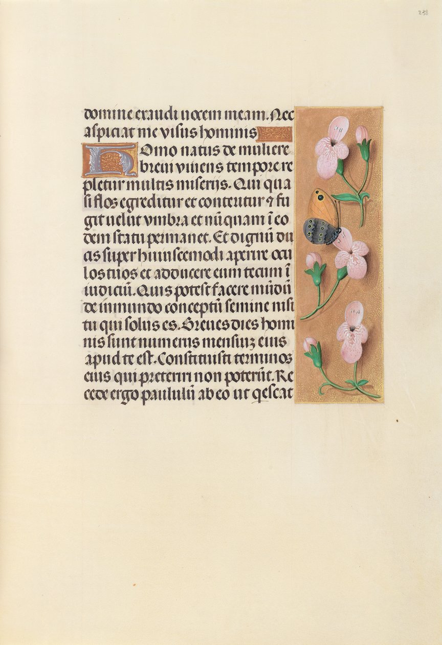 Kuningatar Isabella Katolisen, Espanjan kuningatar: Fol. 238r, c. 1500. tekijältä Master of the First Prayerbook of Maximillian