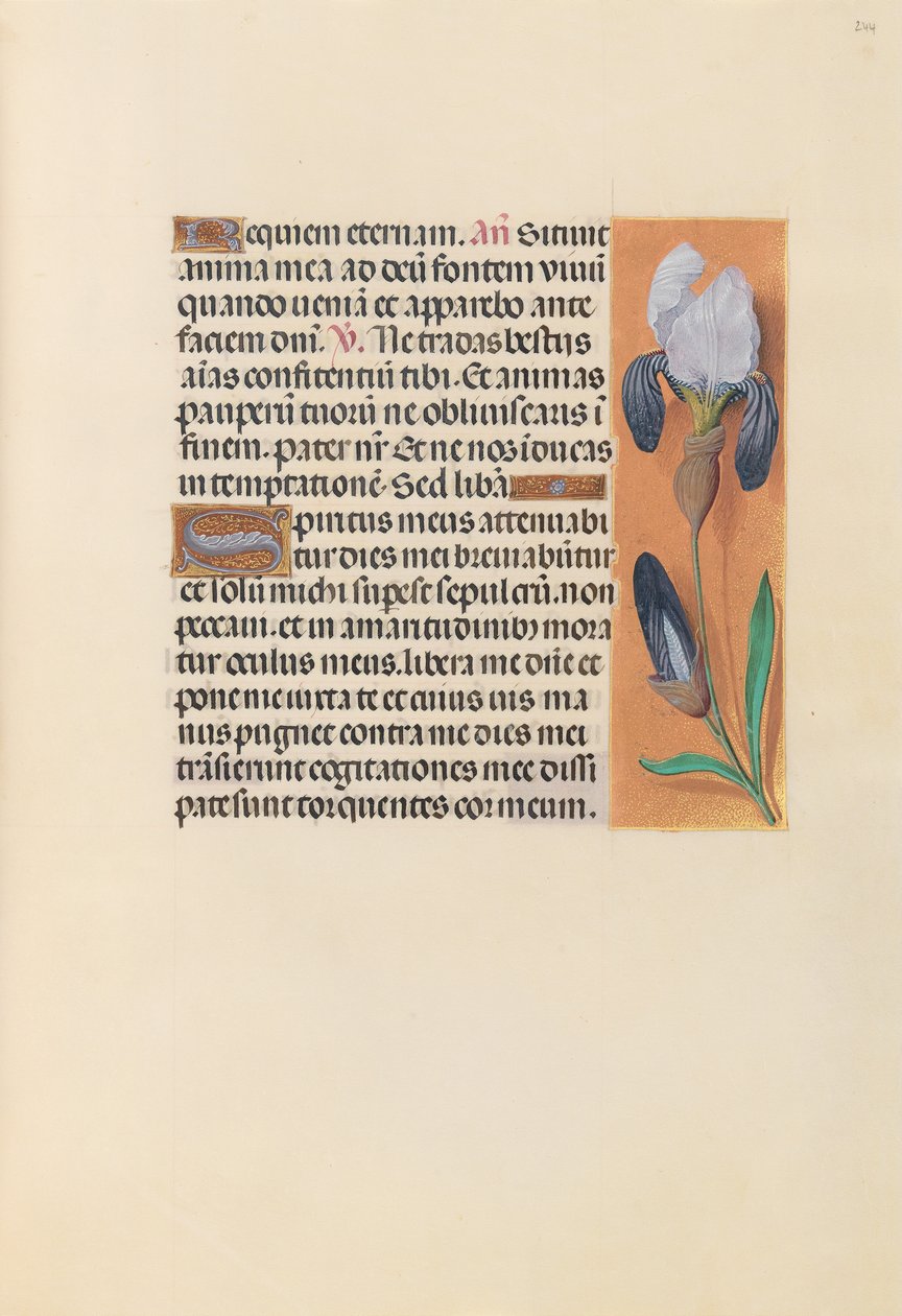 Kuningatar Isabella Katolisen, Espanjan kuningatar: Fol. 244r, c. 1500. tekijältä Master of the First Prayerbook of Maximillian