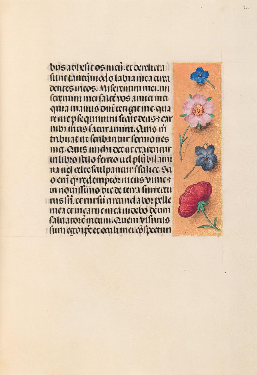 Kuningatar Isabella Katolisen, Espanjan kuningatar: Fol. 245r, c. 1500. tekijältä Master of the First Prayerbook of Maximillian