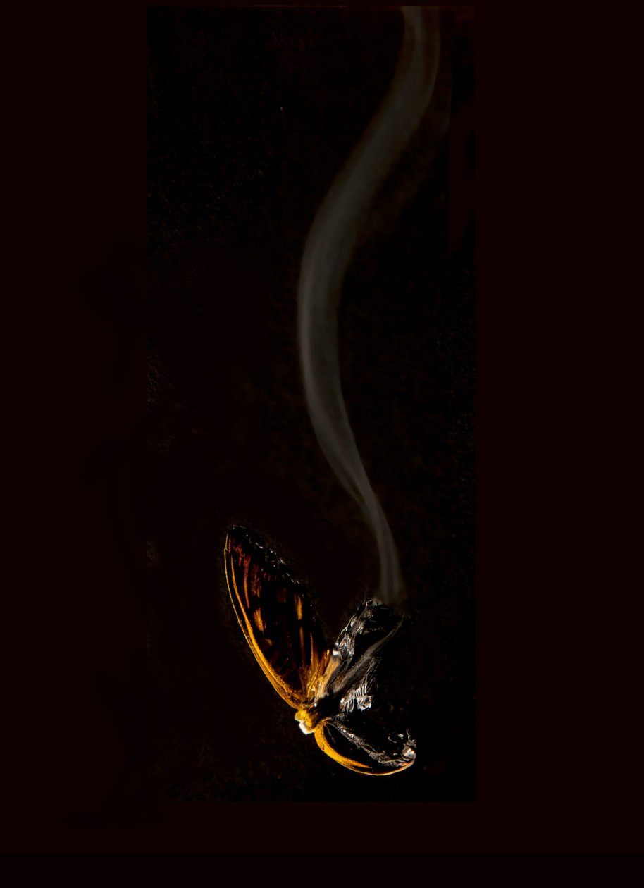 Palava perhonen 15, 2013 (Lambda print) tekijältä Mat Collishaw