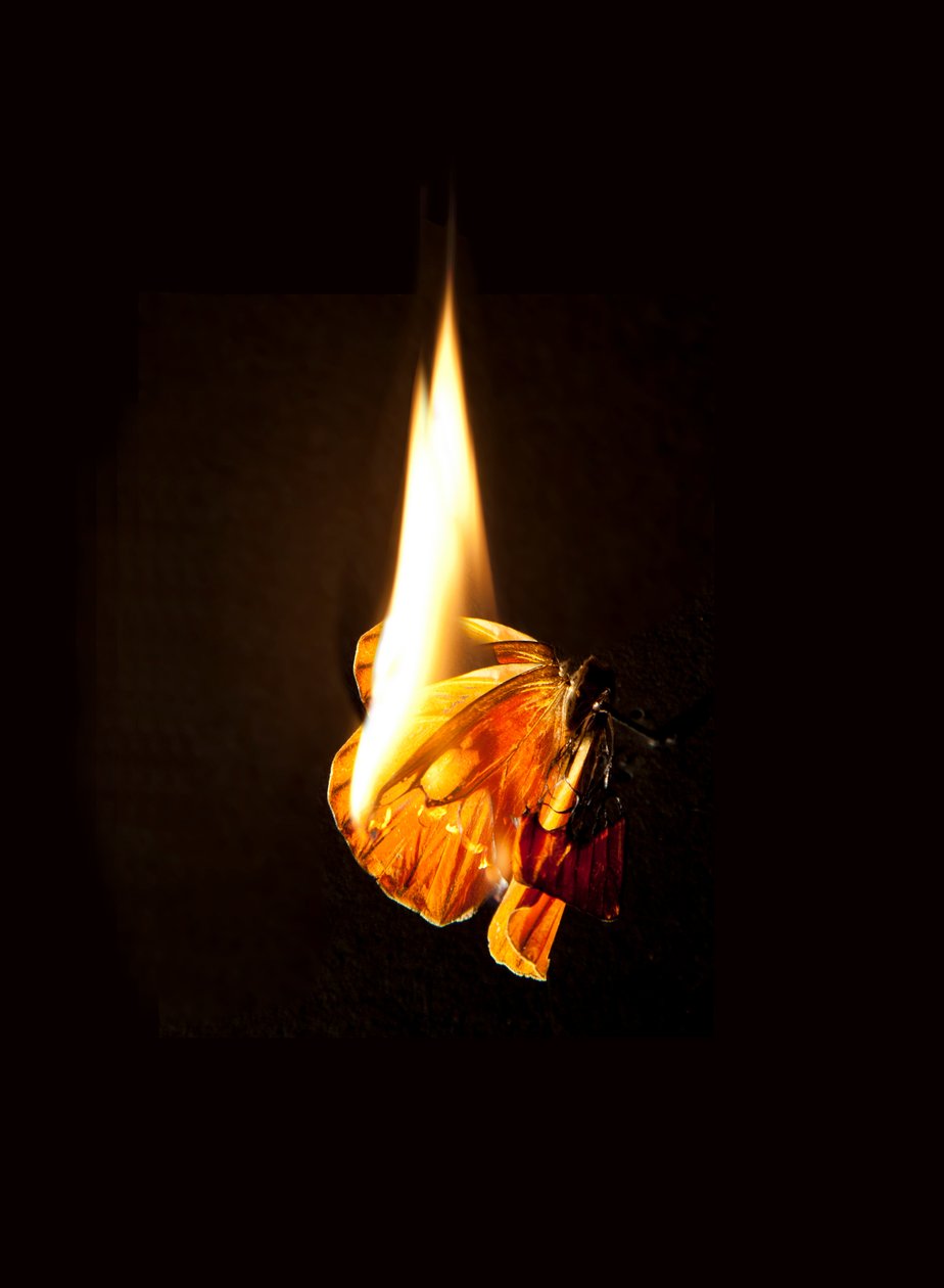 Palava perhonen 17, 2013 (Lambda print) tekijältä Mat Collishaw