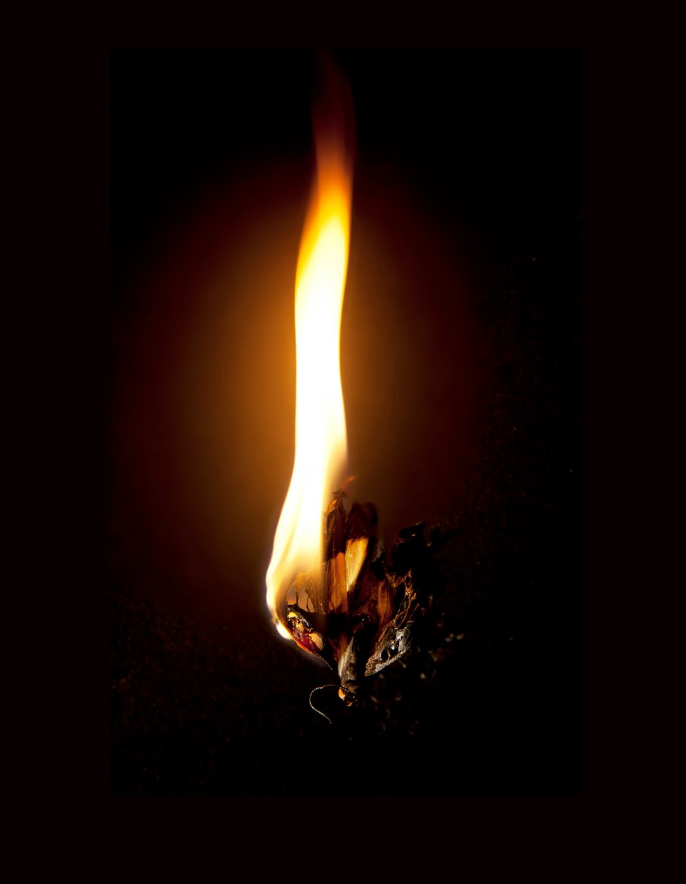 Palava perhonen 23, 2013 (Lambda print) tekijältä Mat Collishaw
