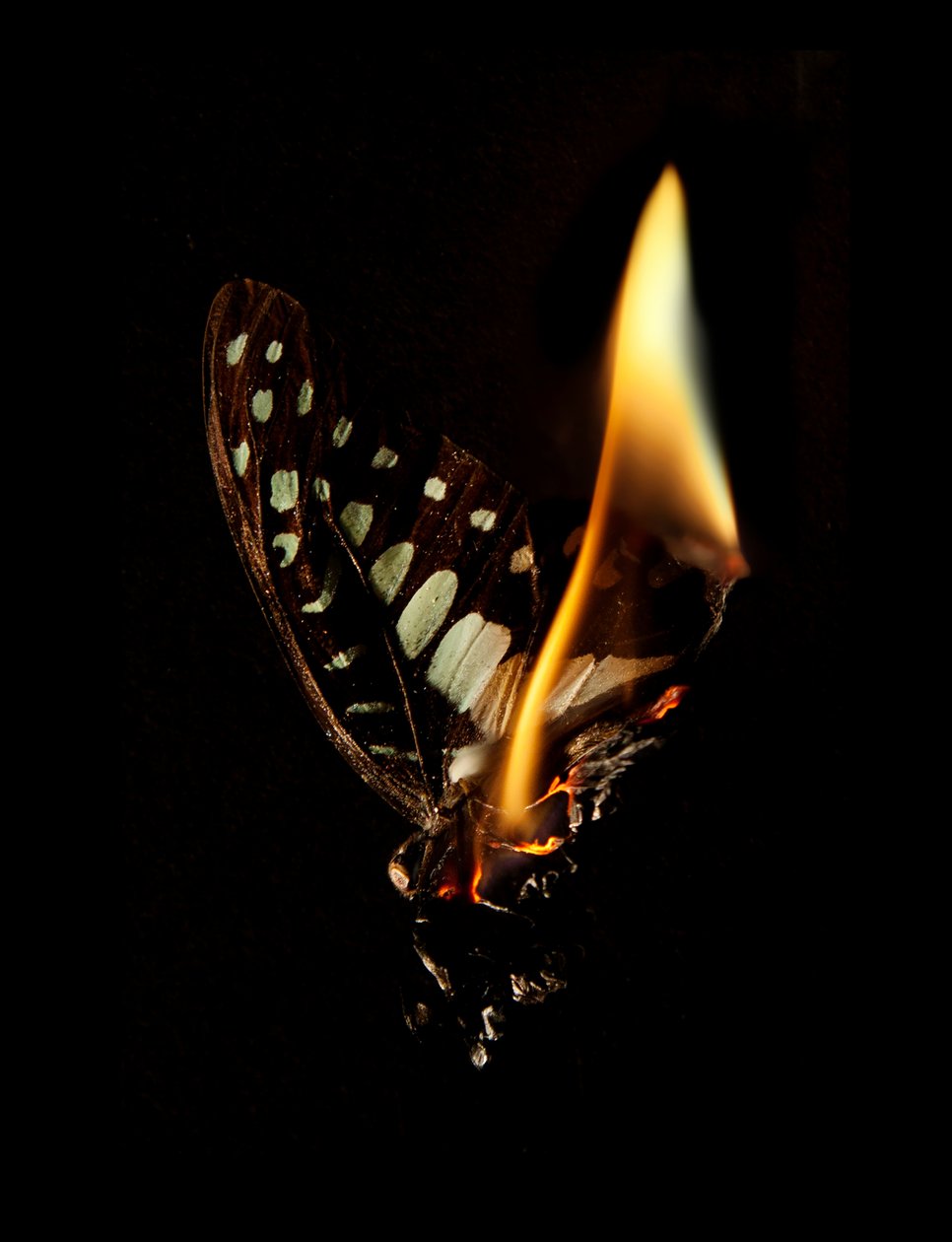 Palava perhonen 24, 2013 (Lambda print) tekijältä Mat Collishaw