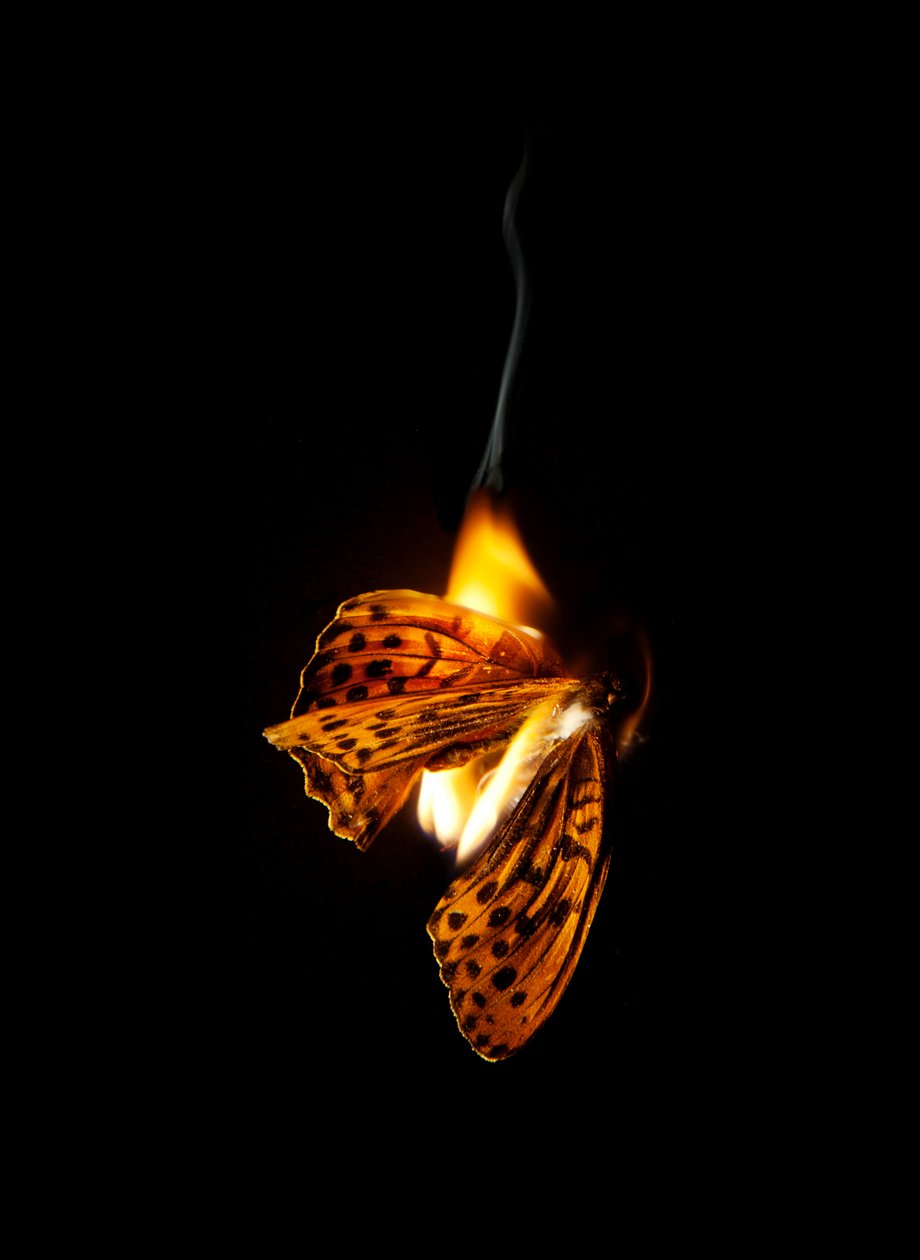 Palava perhonen 25, 2013 (Lambda-painos) tekijältä Mat Collishaw