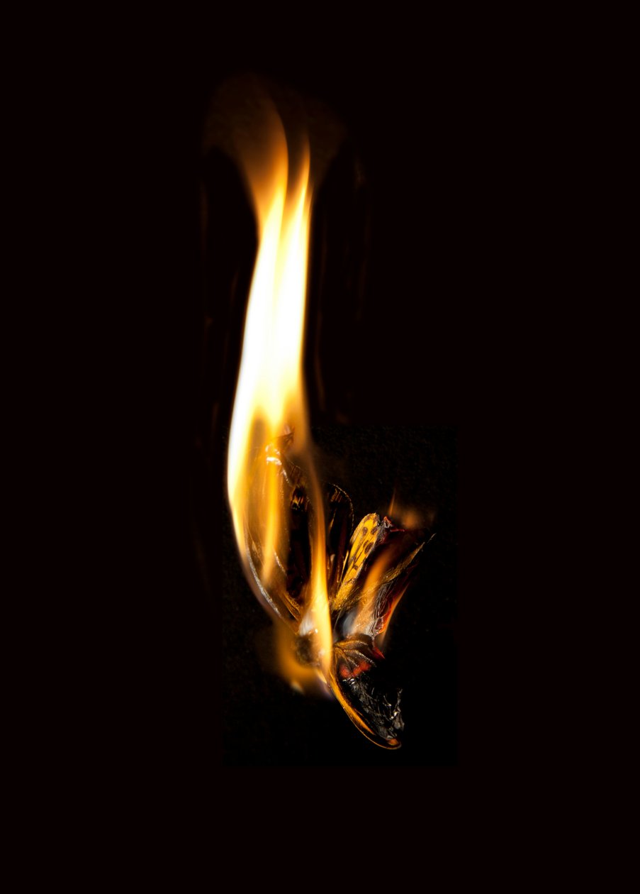 Polttava perhonen 2, 2013 (Lambda print) tekijältä Mat Collishaw