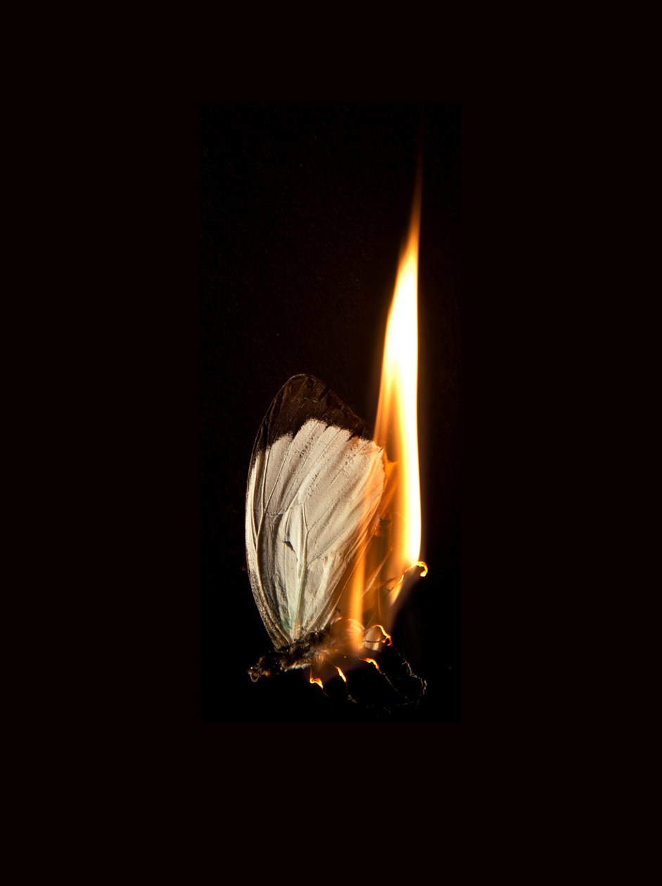 Polttava perhonen 2, 2013 (Lambda print) tekijältä Mat Collishaw