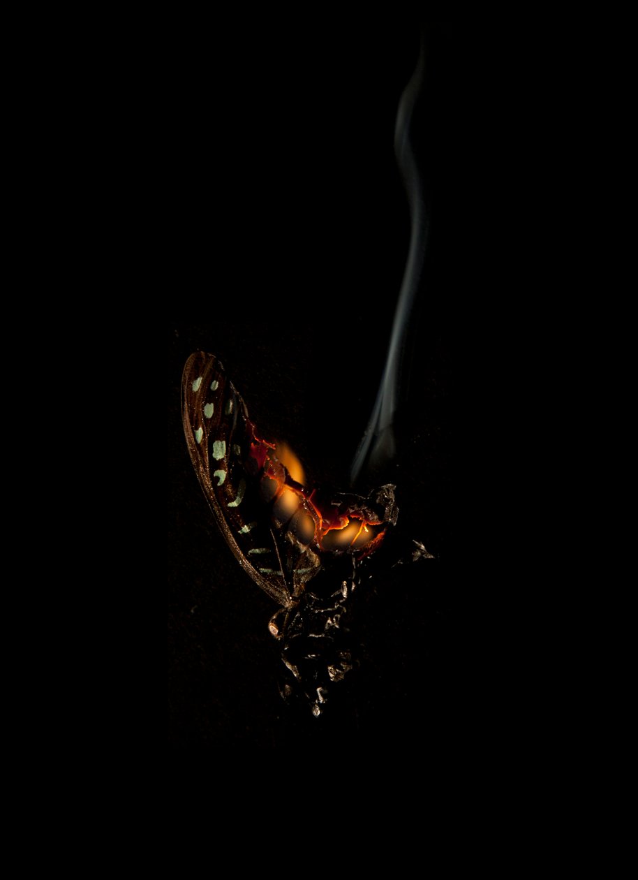 Polttava perhonen 5, 2013 (Lambda print) tekijältä Mat Collishaw