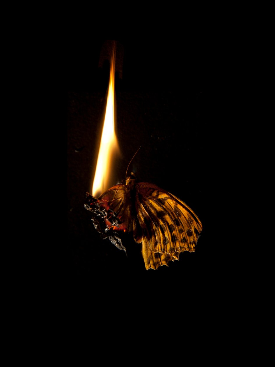 Polttava perhonen 6, 2013 (Lambda print) tekijältä Mat Collishaw