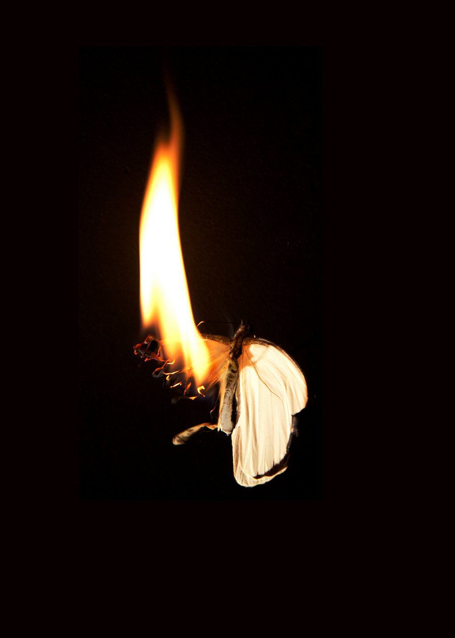 Polttava perhonen 7, 2013 (Lambda print) tekijältä Mat Collishaw