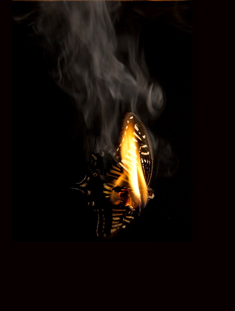 Polttava perhonen 9, 2013 (Lambda print) tekijältä Mat Collishaw