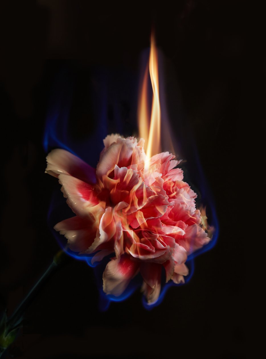 Effigy, 2013 (C-tyypin valokuva) tekijältä Mat Collishaw