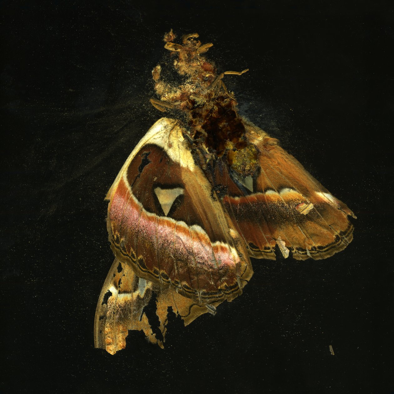 Hyönteismyrkky 11, 2006 (C-tyypin valokuva) tekijältä Mat Collishaw