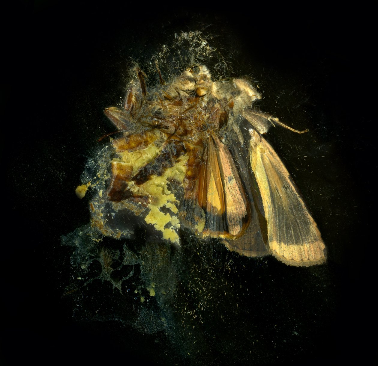 Hyönteismyrkky 12, 2006 (C-tyypin valokuva) tekijältä Mat Collishaw